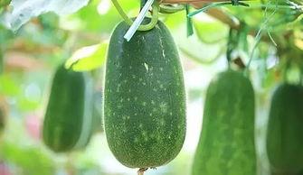 消消乐吃鸡手游 